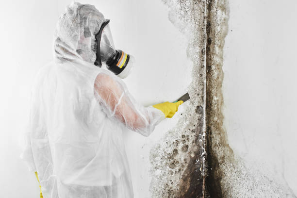 Best Crawl Space Mold Removal  in Hebron, IL