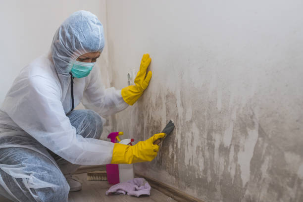 Best Mold Remediation Experts  in Hebron, IL