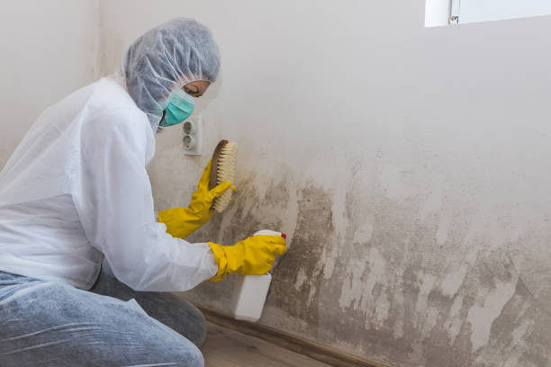 Best Commercial Mold Removal  in Hebron, IL