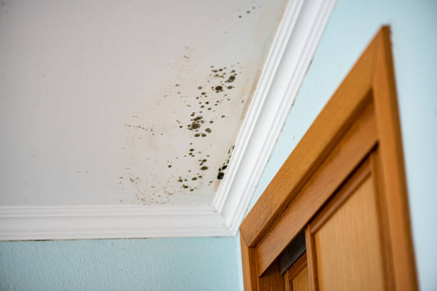 Best Same-Day Mold Removal  in Hebron, IL