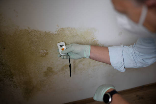 Best Best Mold Removal Companies  in Hebron, IL