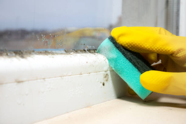 Best Fast Mold Removal  in Hebron, IL