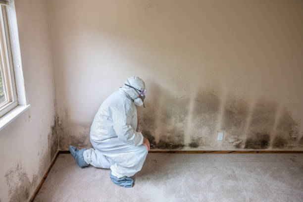Best Mold Testing  in Hebron, IL