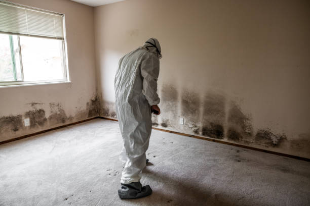 Best Crawl Space Mold Removal  in Hebron, IL