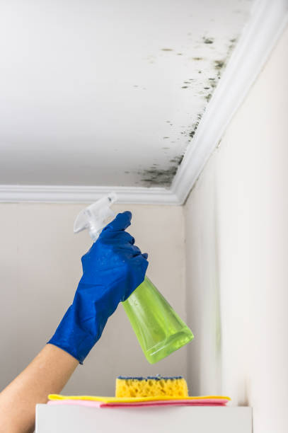 Crawl Space Mold Removal in Hebron, IL